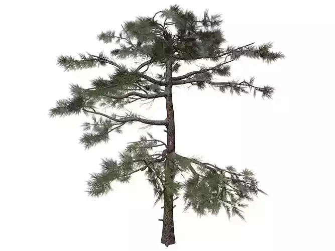 Huangshan Pine Tree - 10 -