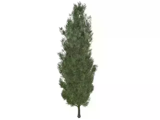 Italian Cypress Tree - 01 - 3D model