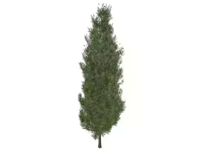 Italian Cypress Tree - 02 - 3D model