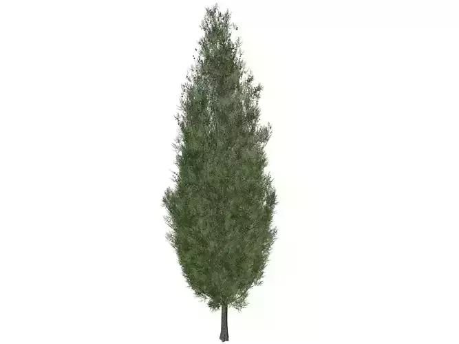 Italian Cypress Tree - 03 - 3D model