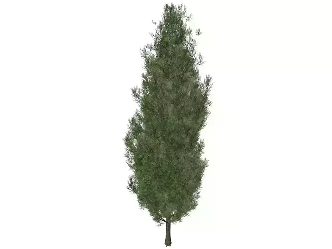 Italian Cypress Tree - 04 - 3D model