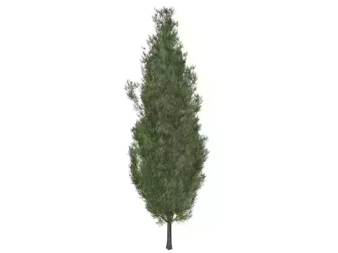 Italian Cypress Tree - 05 - 3D model