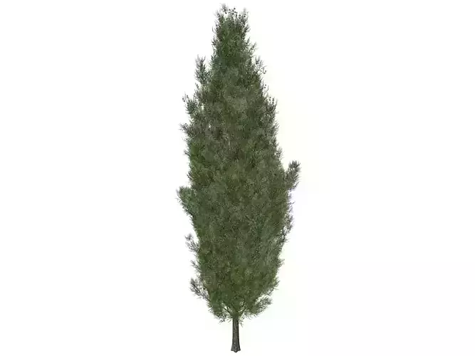 Italian Cypress Tree - 06 - 3D model