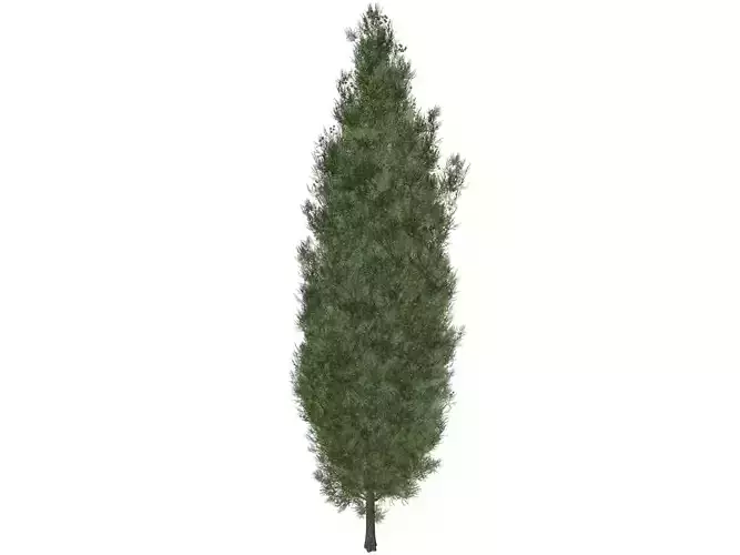 Italian Cypress Tree - 07 - 3D model