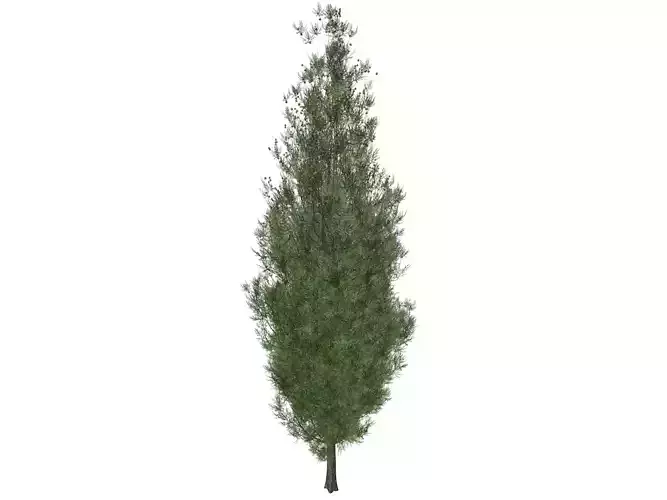 Italian Cypress Tree - 08 - 3D model