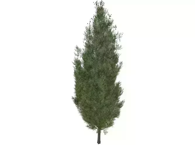 Italian Cypress Tree - 09 - 3D model