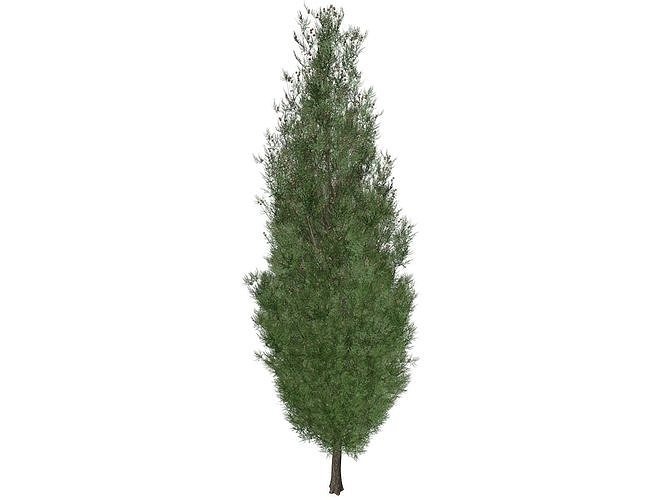 Italian Cypress Tree - 10 - 3D model