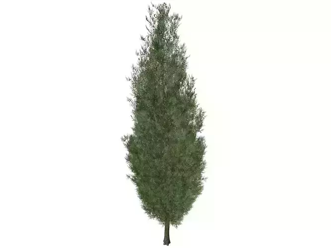 Italian Cypress Tree - 10 - 3D model