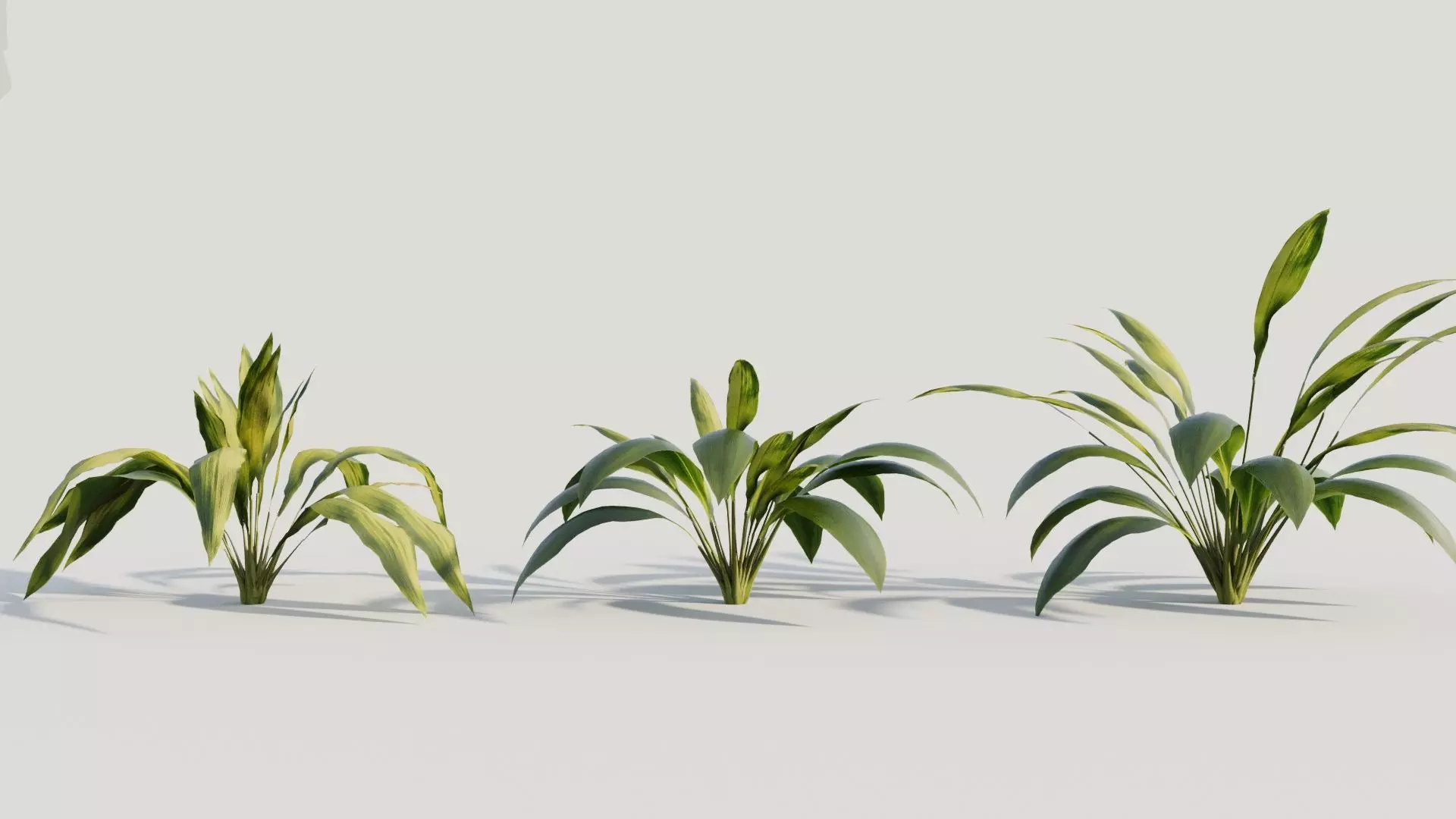 Curculigo molineria a 3D model_0