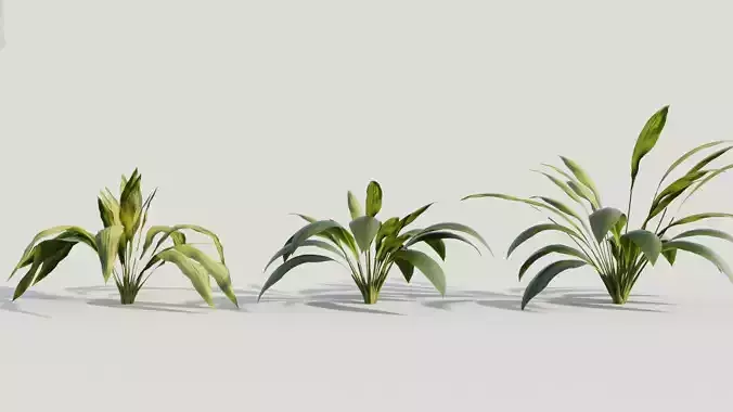 Curculigo molineria a