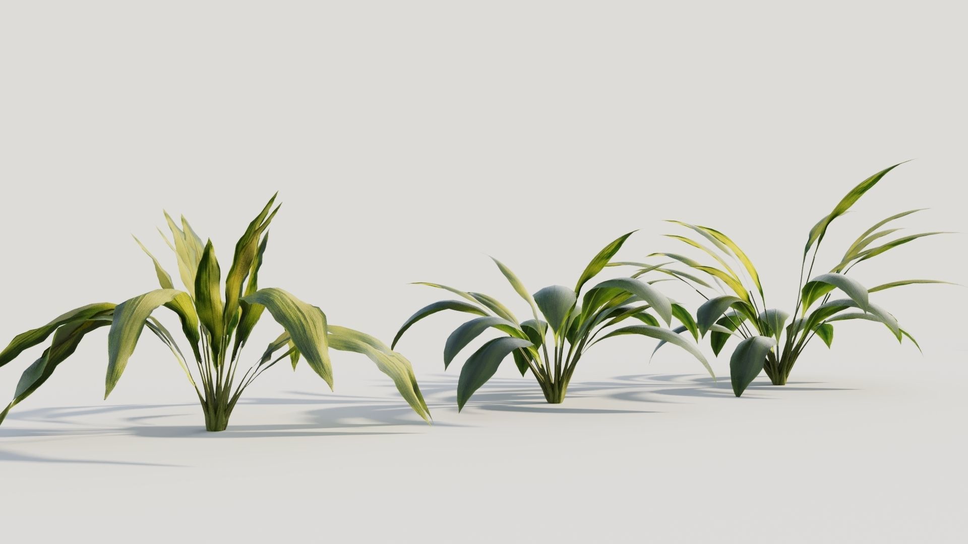 Curculigo molineria a 3D model_3