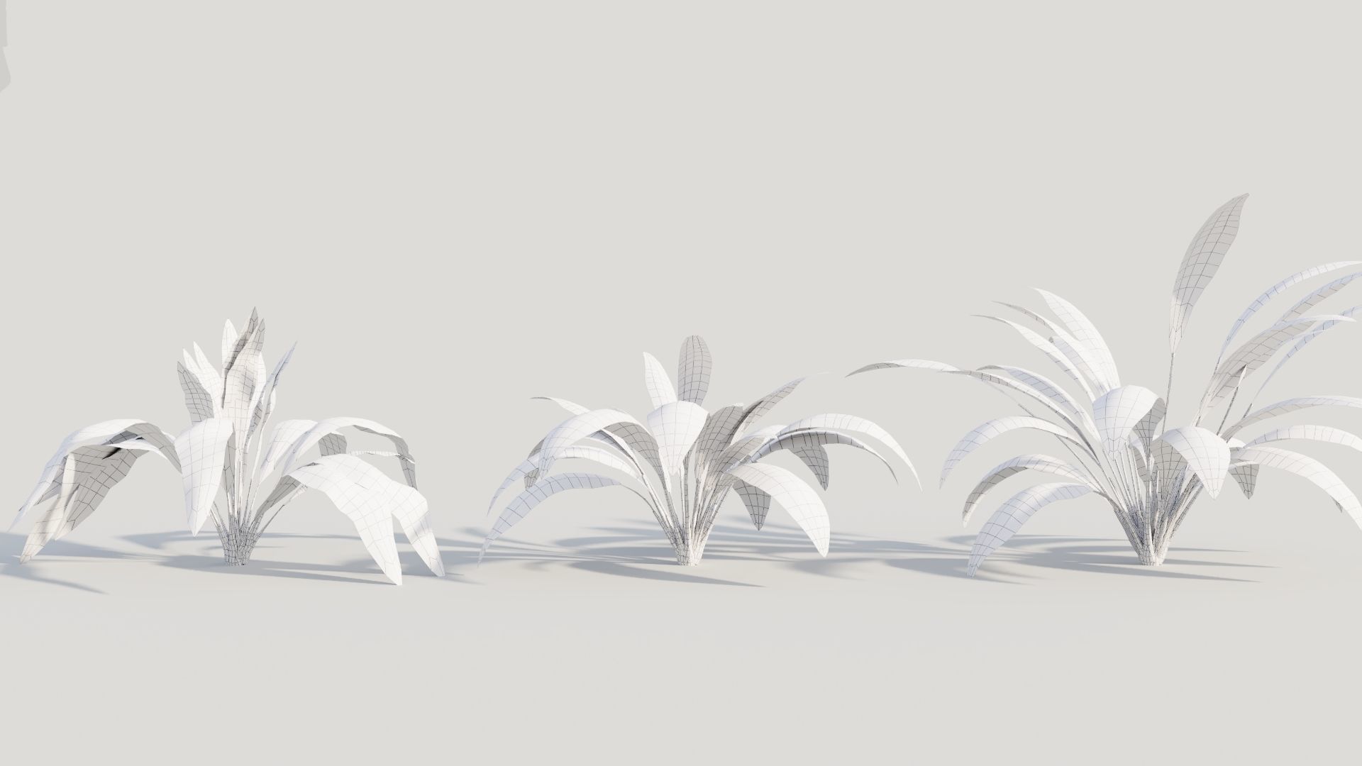 Curculigo molineria a 3D model_8