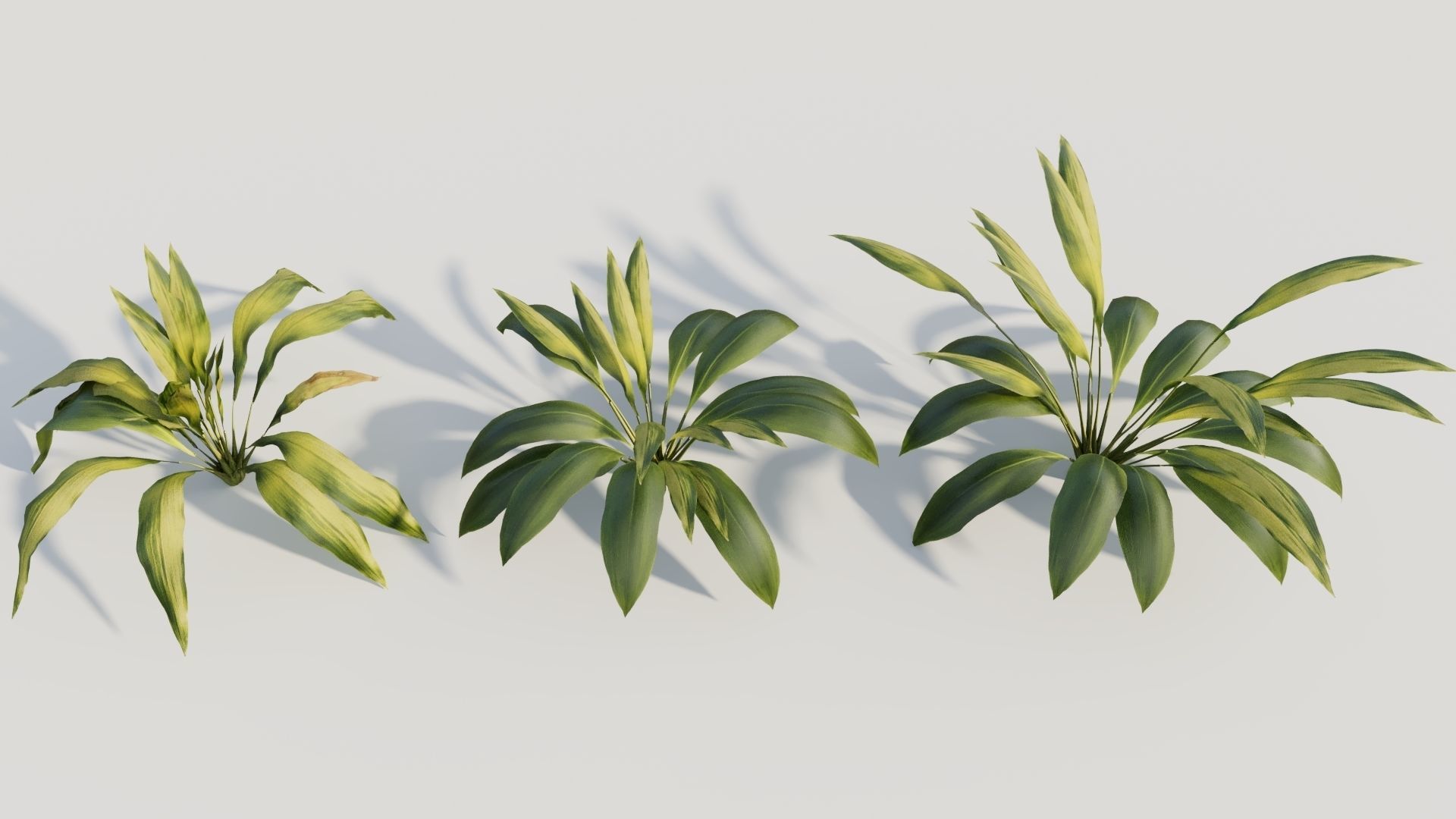 Curculigo molineria a 3D model_2