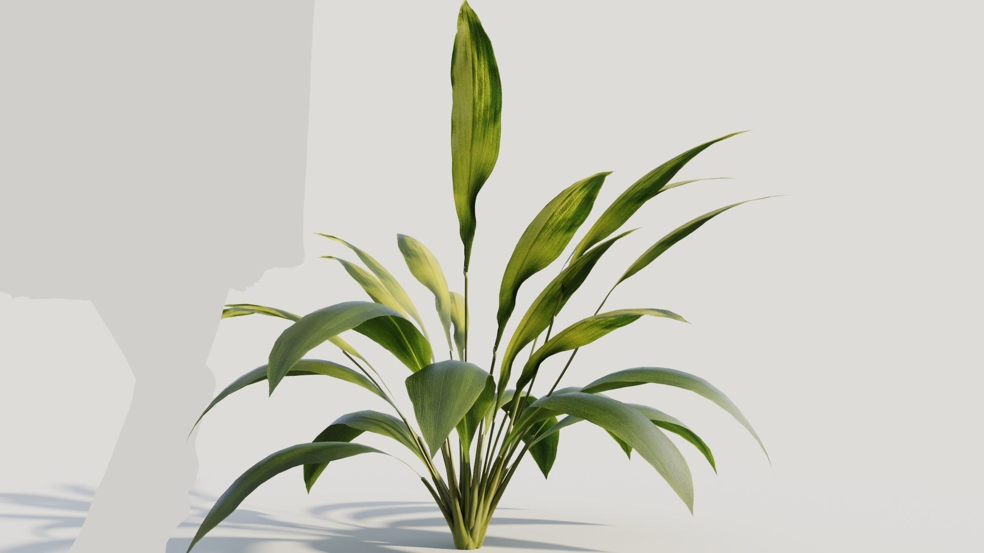 Curculigo molineria a 3D model_7