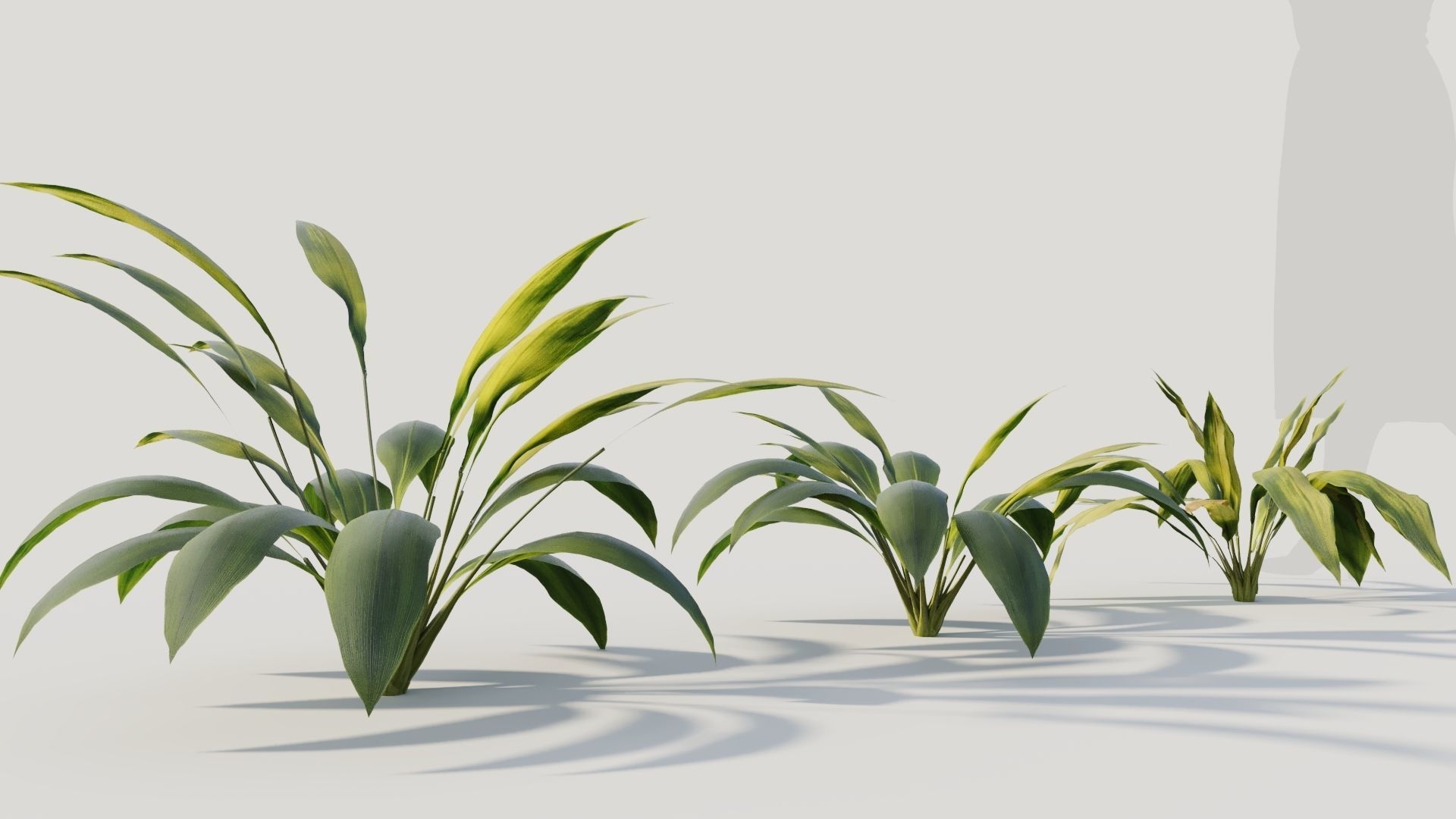 Curculigo molineria a 3D model_4