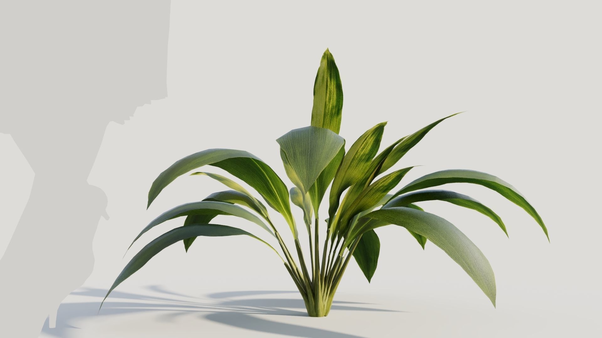 Curculigo molineria a 3D model_6