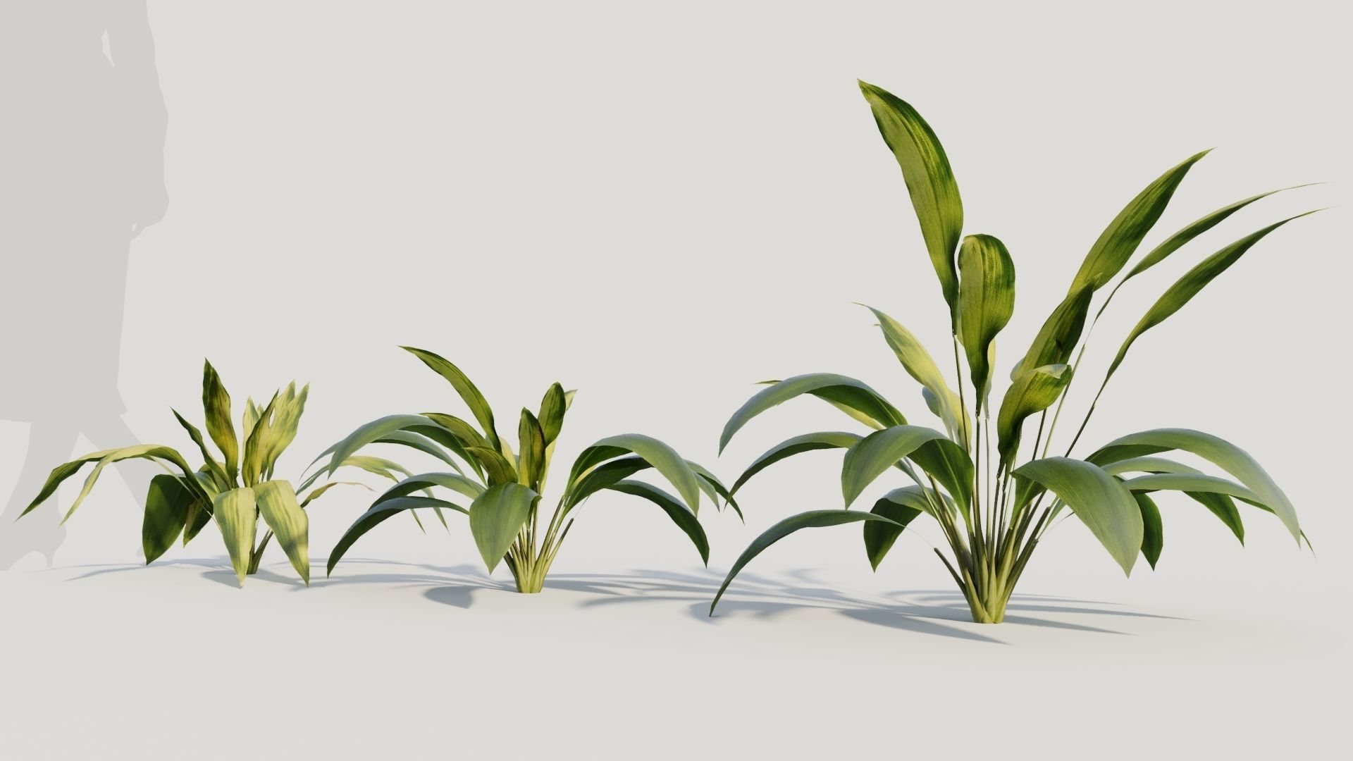 Curculigo molineria a 3D model_1