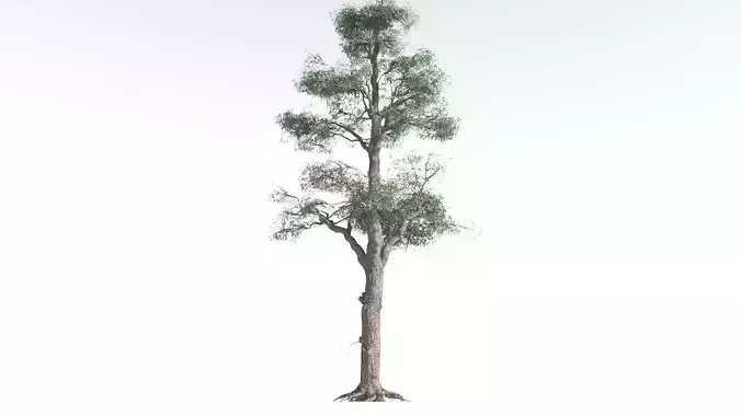 EVERYPlant Kauri Pine 3 --16 Models-- 3D model
