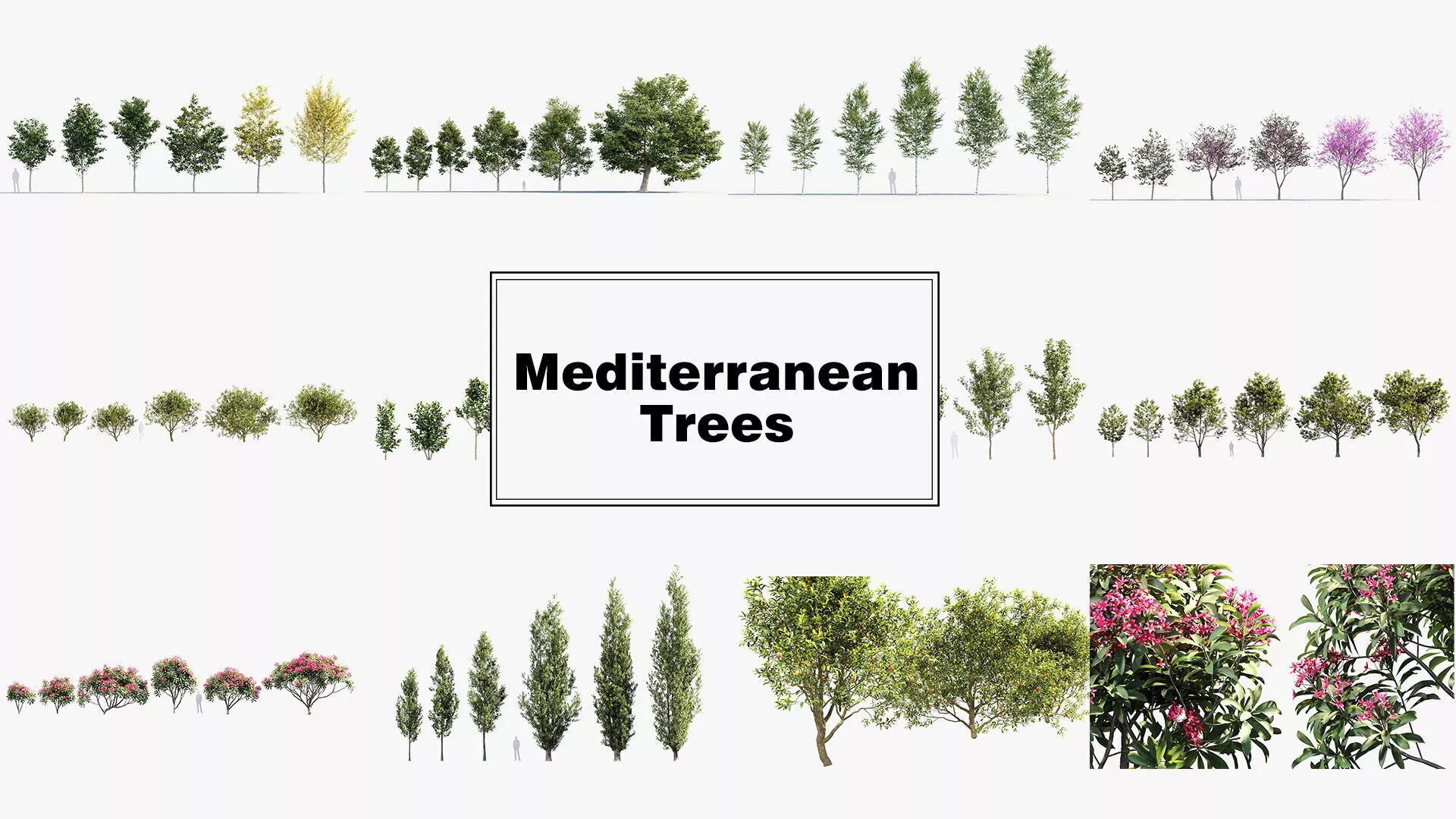 Mediterranean Plants Collection 3D model