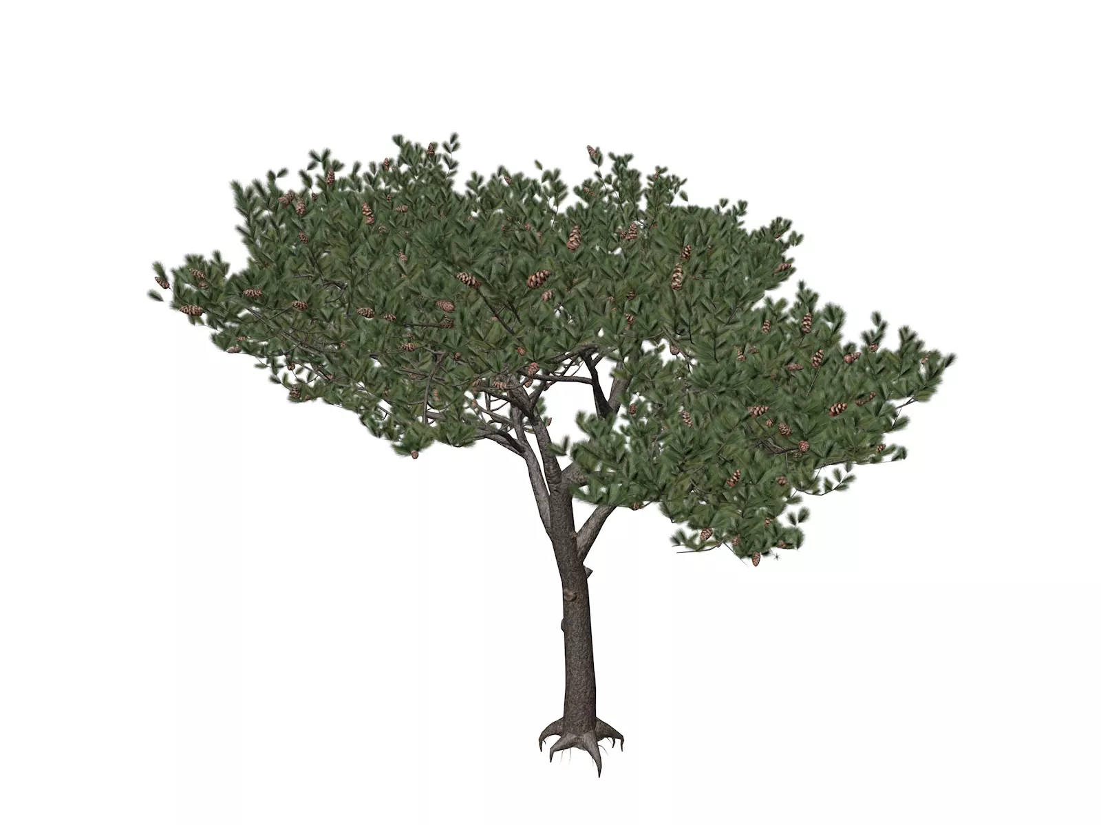 Italian Stone Pine Tree - 01 - 3D model_0