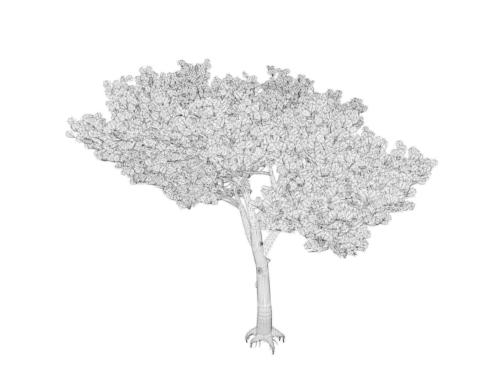 Italian Stone Pine Tree - 01 - 3D model_1