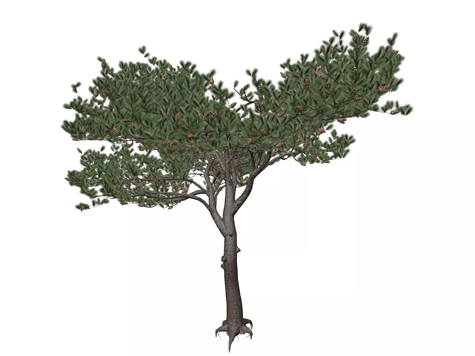Italian Stone Pine Tree - 02 - 3D model_0