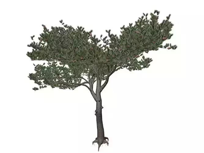 Italian Stone Pine Tree - 02 - 3D model