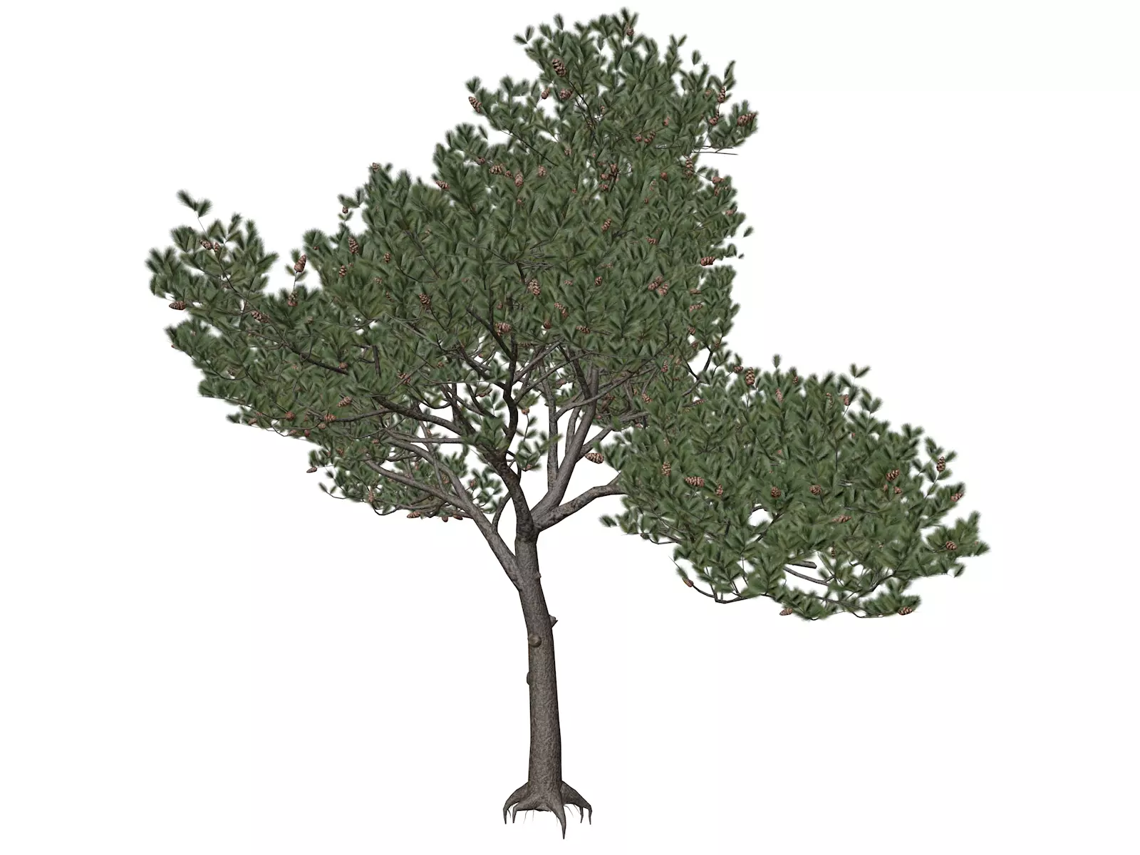 Italian Stone Pine Tree - 03 - 3D model_0