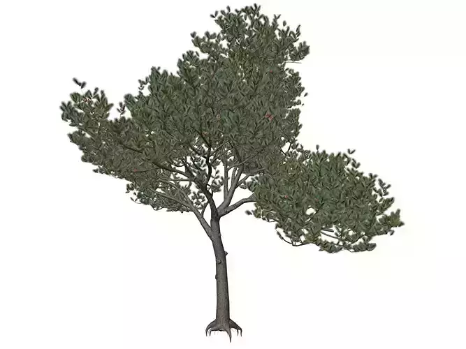 Italian Stone Pine Tree - 03 -