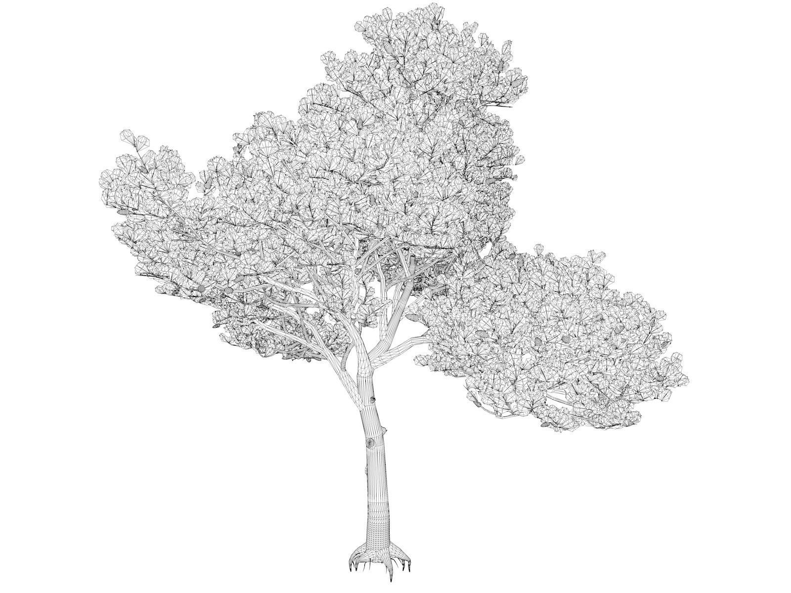 Italian Stone Pine Tree - 03 - 3D model_1
