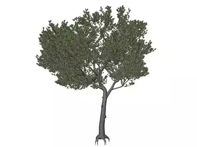 Italian Stone Pine Tree - 04 -