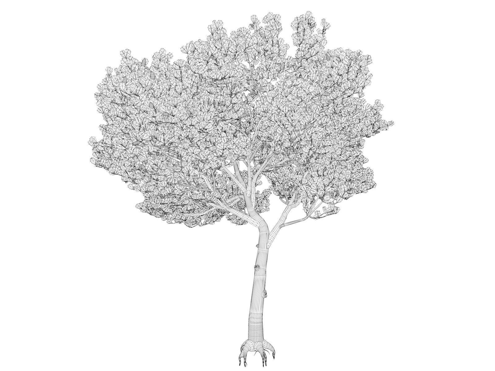 Italian Stone Pine Tree - 04 - 3D model_1