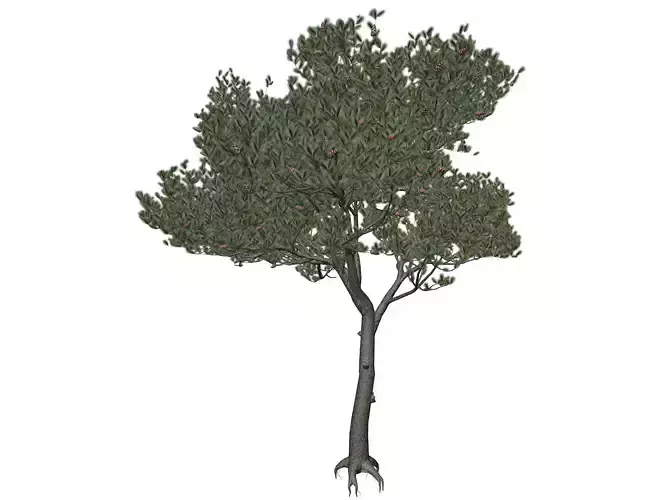 Italian Stone Pine Tree - 05 -