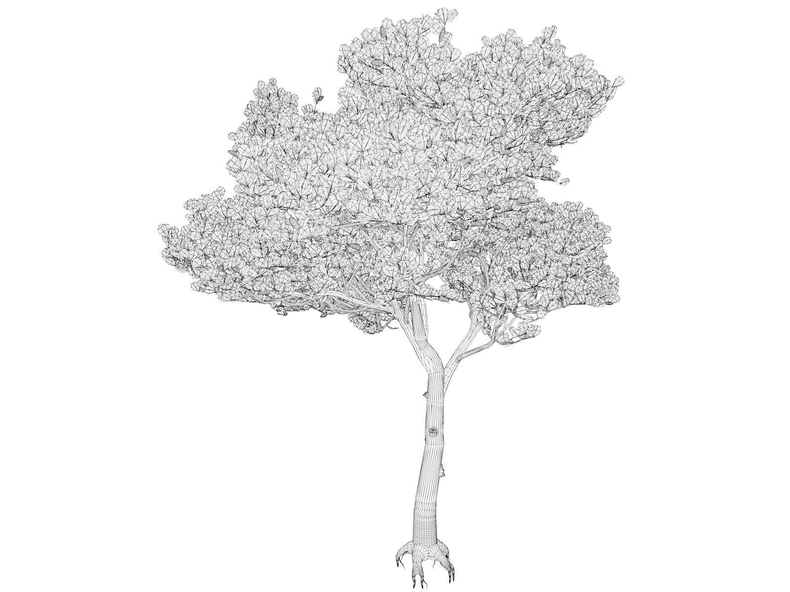 Italian Stone Pine Tree - 05 - 3D model_1
