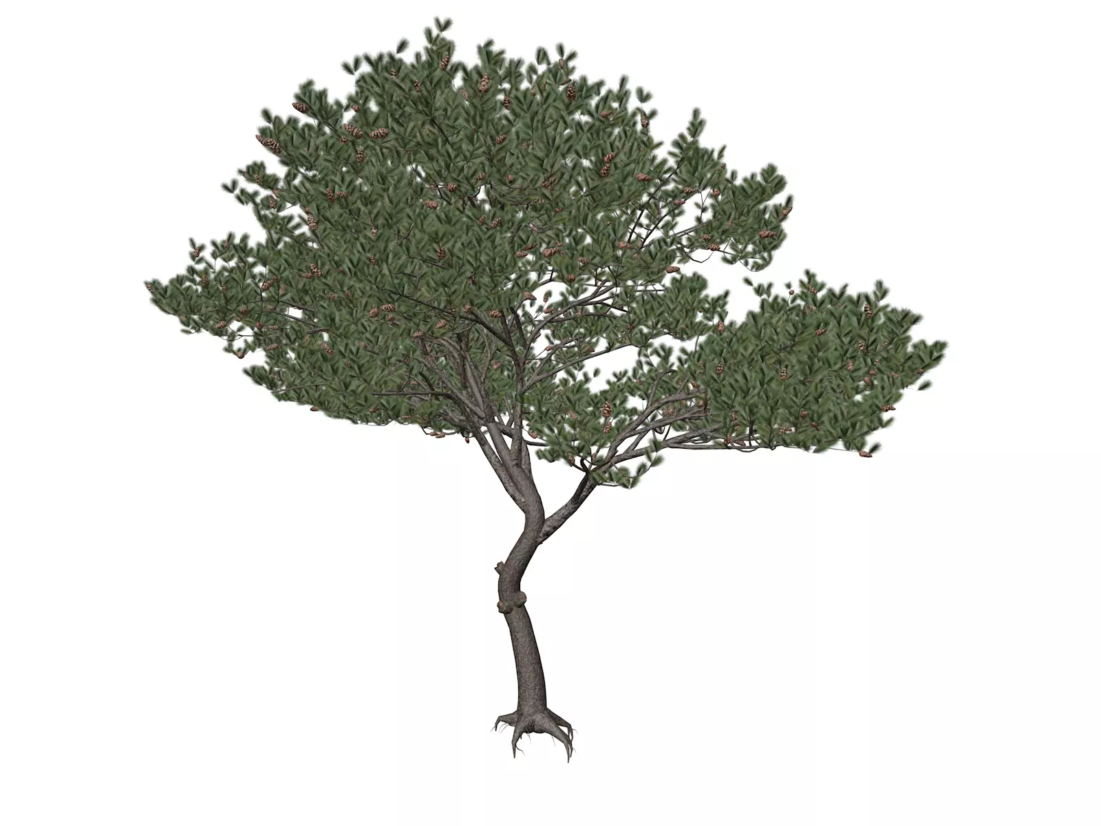 Italian Stone Pine Tree - 06 - 3D model_0