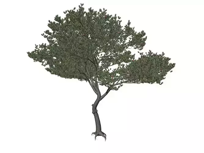 Italian Stone Pine Tree - 06 - 3D model