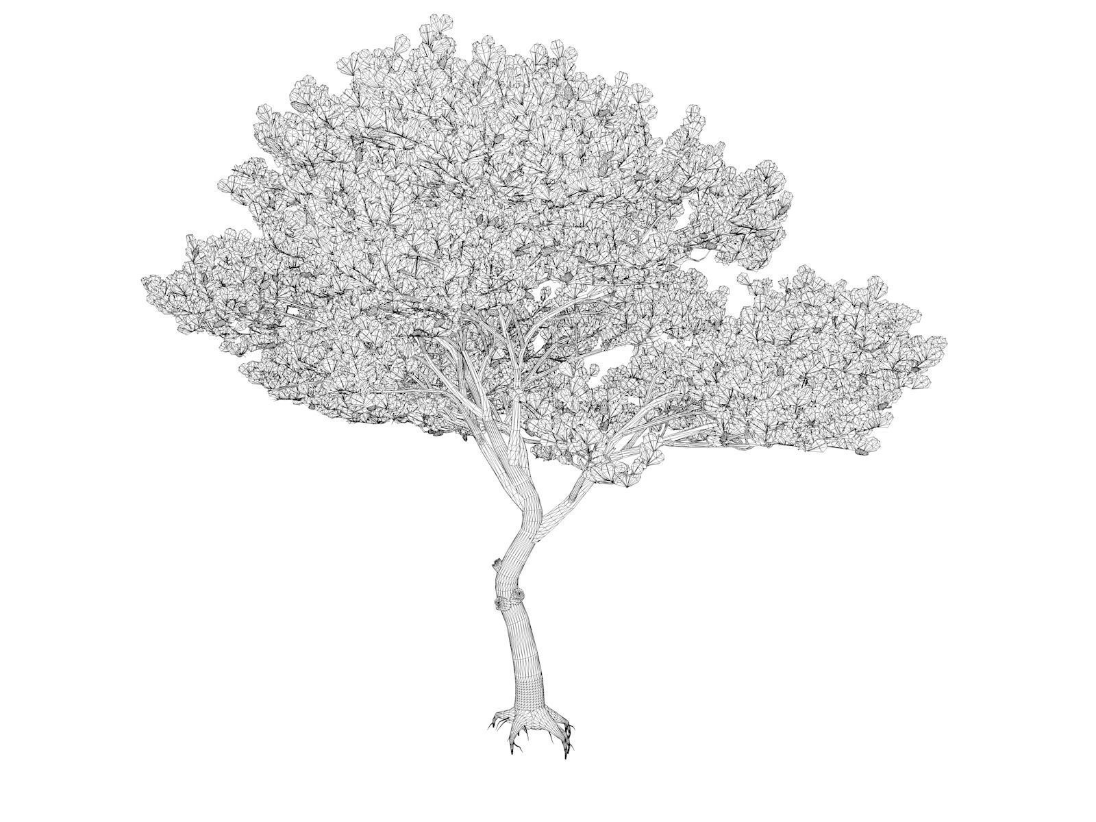 Italian Stone Pine Tree - 06 - 3D model_1