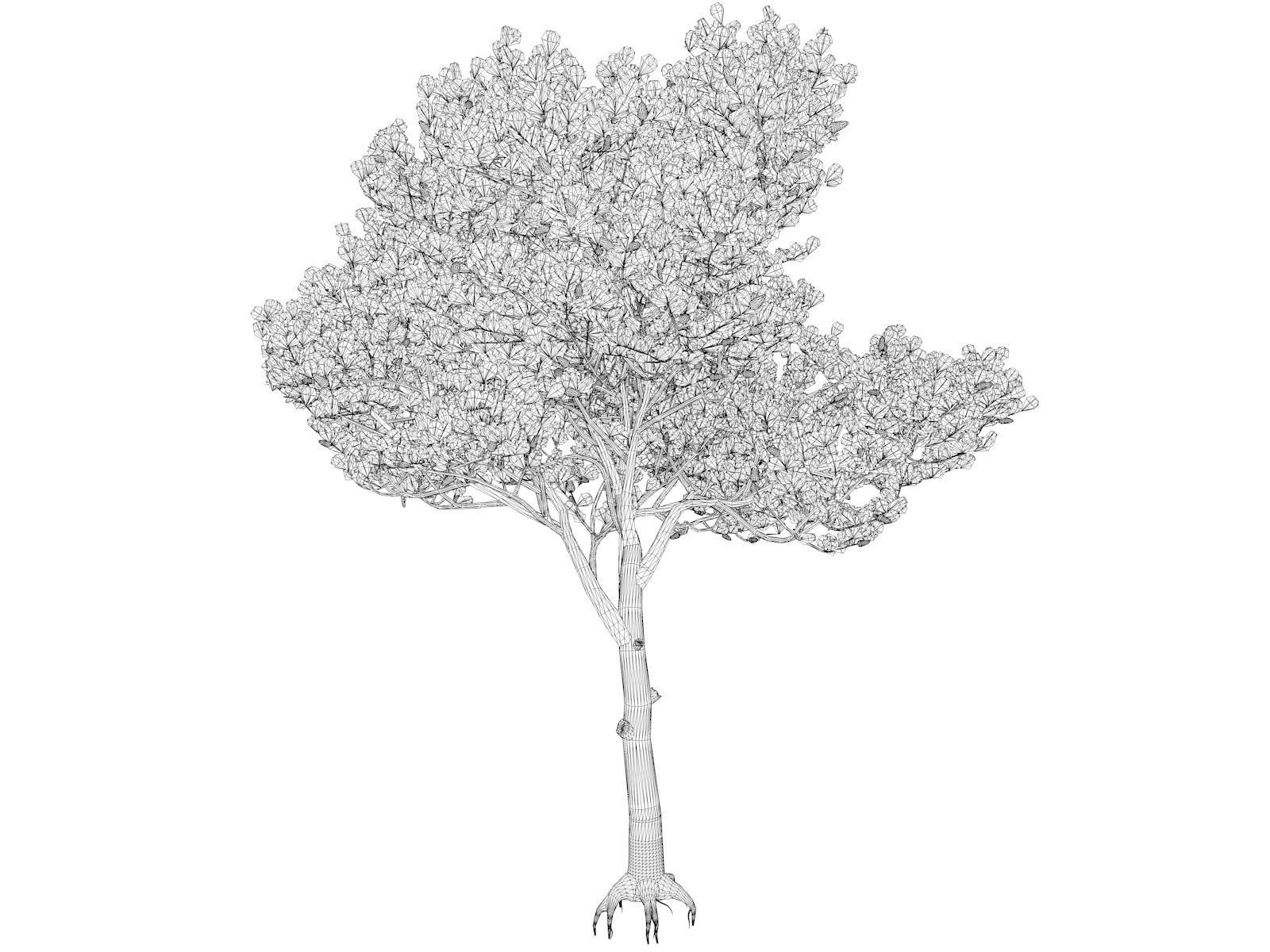Italian Stone Pine Tree - 07 - 3D model_1