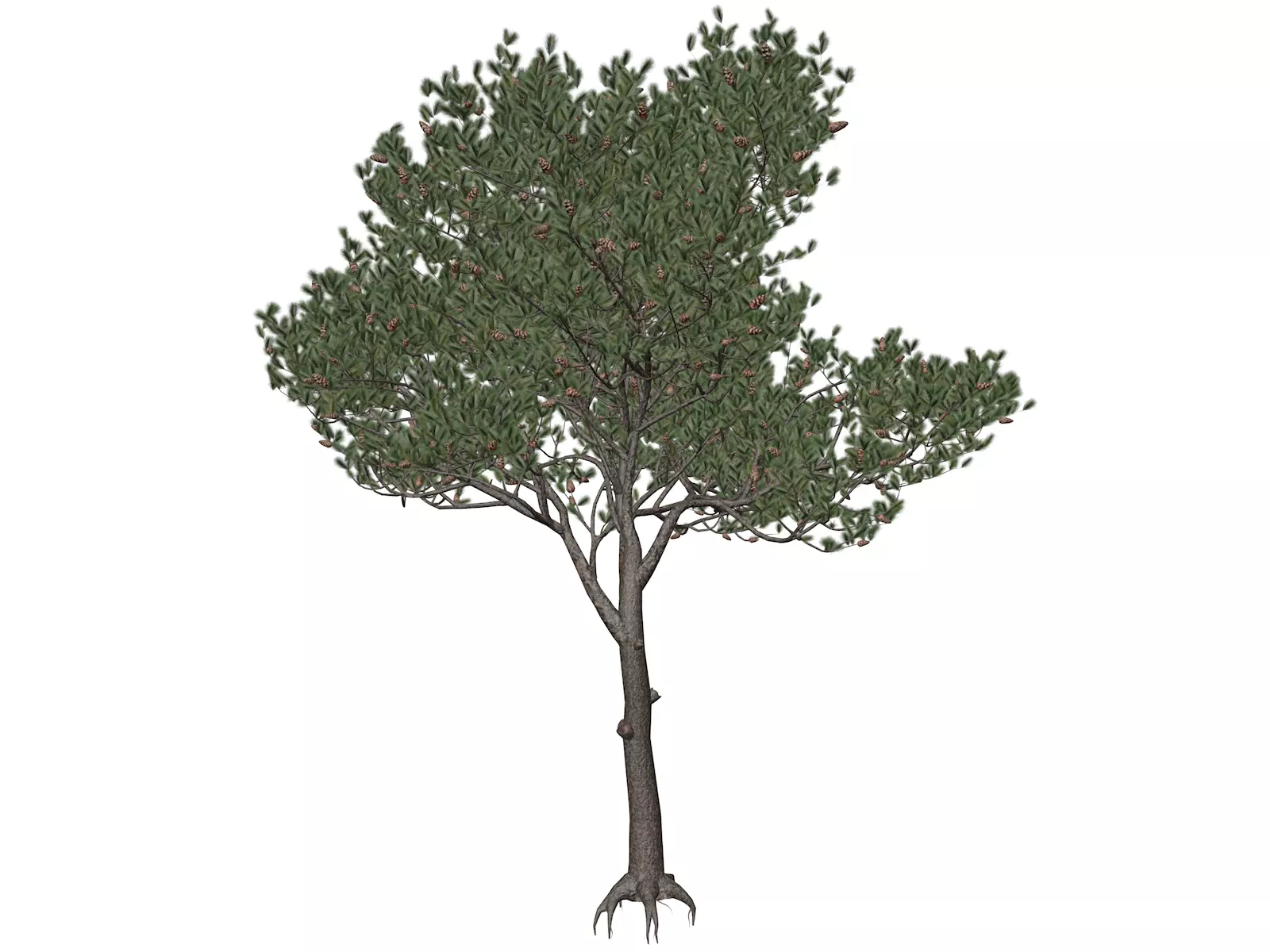 Italian Stone Pine Tree - 07 - 3D model_0