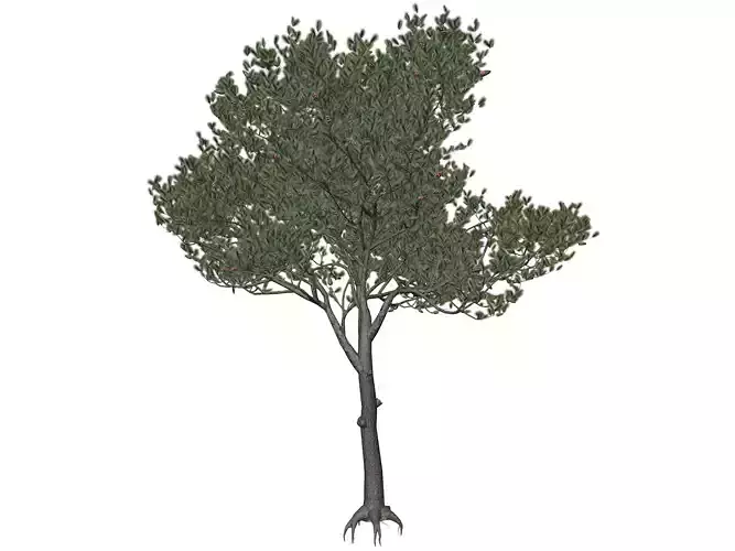 Italian Stone Pine Tree - 07 - 3D model