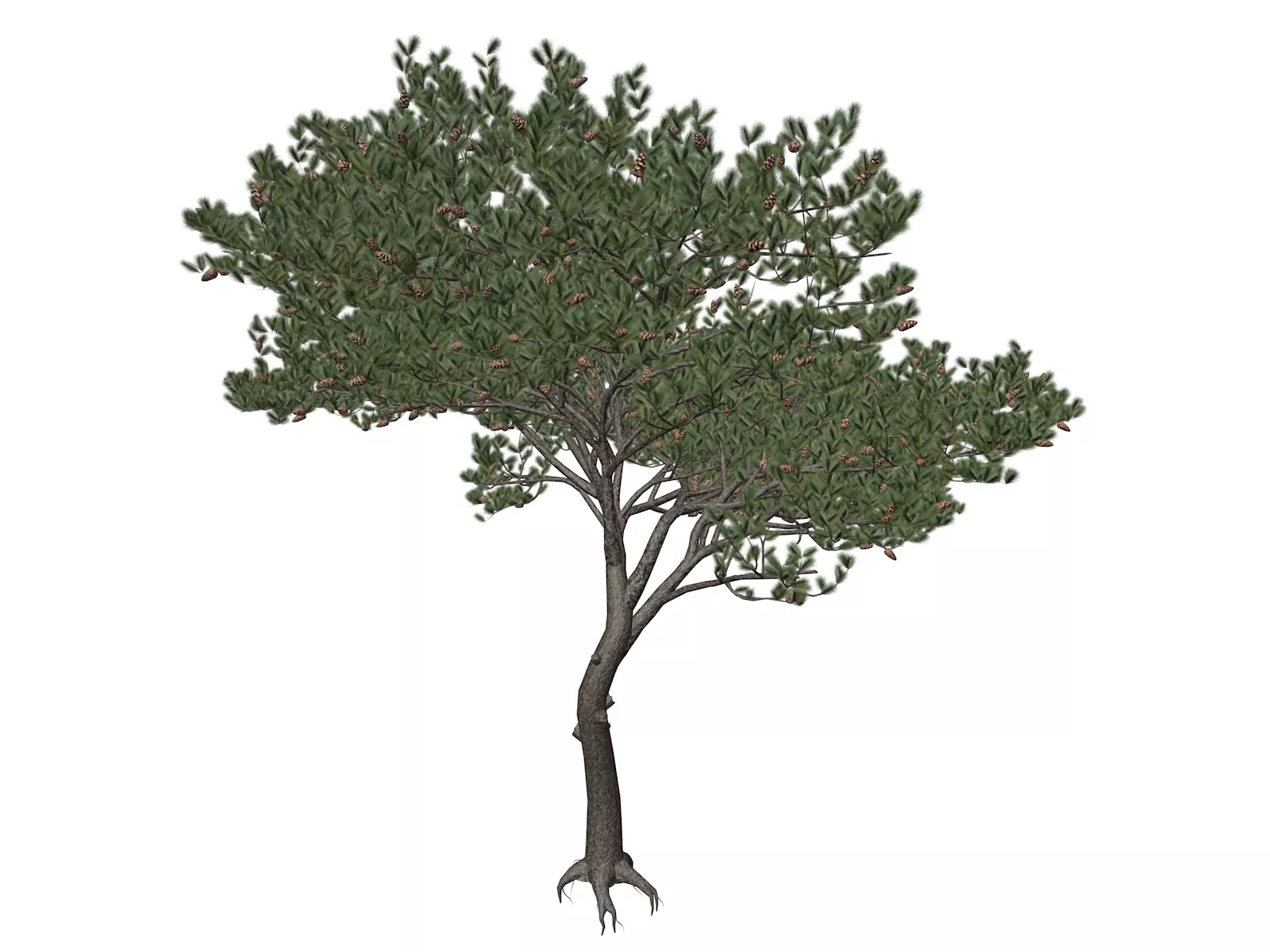 Italian Stone Pine Tree - 08 - 3D model_0