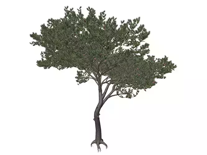 Italian Stone Pine Tree - 08 - 3D model
