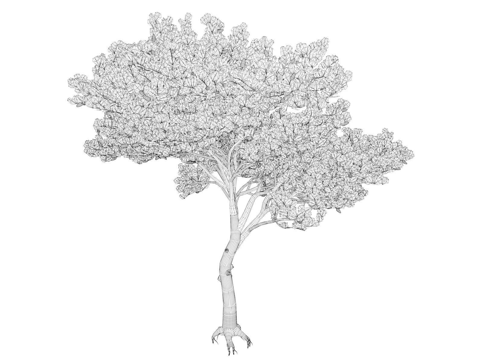 Italian Stone Pine Tree - 08 - 3D model_1