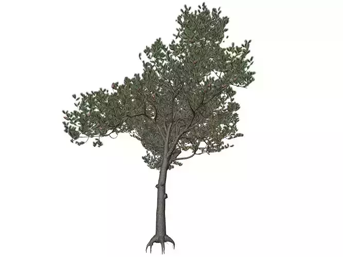 Italian Stone Pine Tree - 09 - 3D model