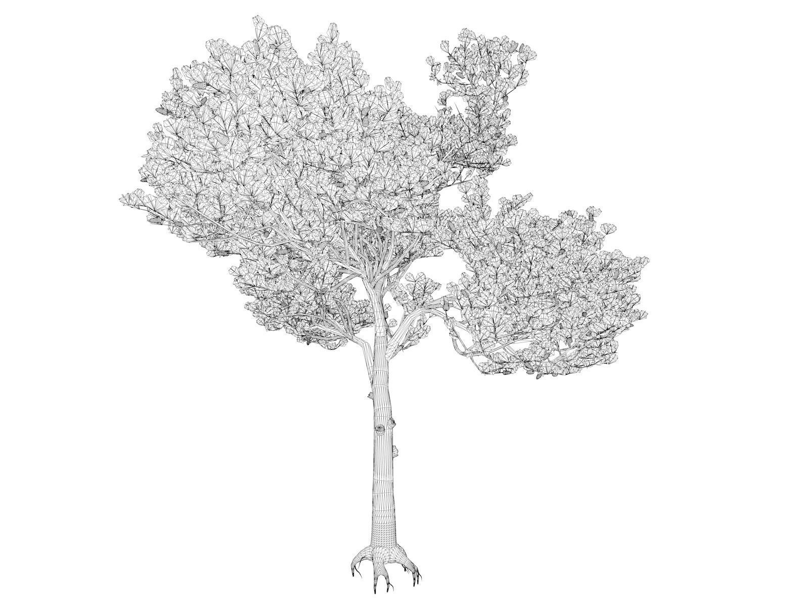 Italian Stone Pine Tree - 10 - 3D model_1
