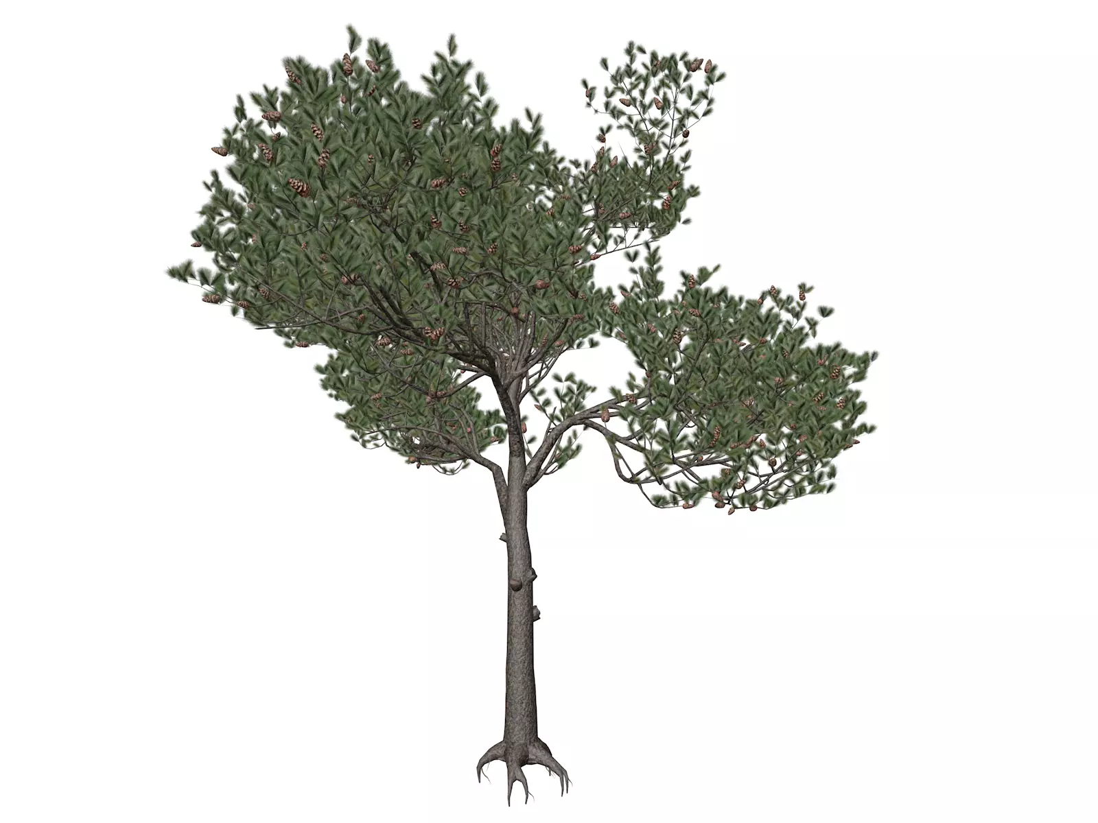 Italian Stone Pine Tree - 10 - 3D model_0