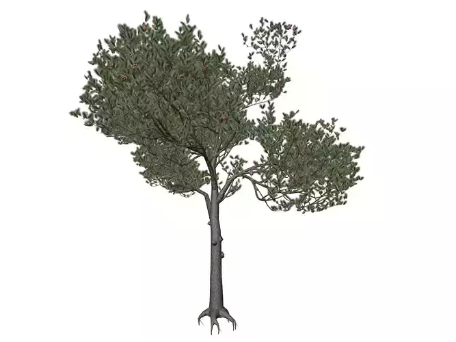 Italian Stone Pine Tree - 10 - 3D model