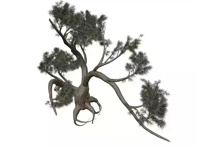 Jeffrey Pine Tree - 01 -