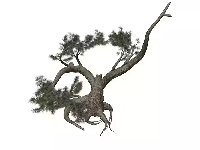 Jeffrey Pine Tree - 02 -