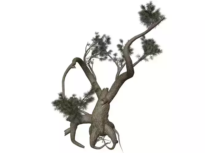 Jeffrey Pine Tree - 03 -